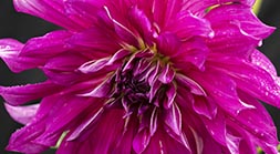 Dahlia